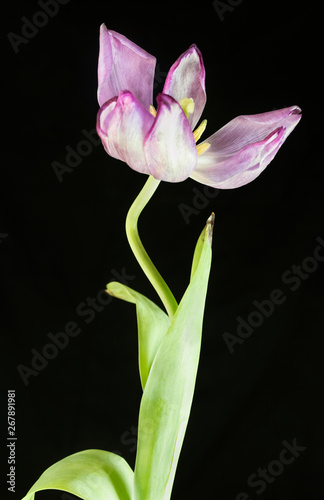 Pink tulip on black background