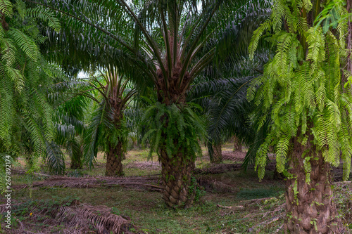 Oil palm plantation in the South of Thailand