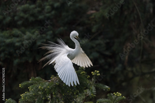 beautiful great egret