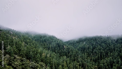 Fog covers the sacred fir forest at the El Chico National Park, in the Mexican state of Hidalgo. photo