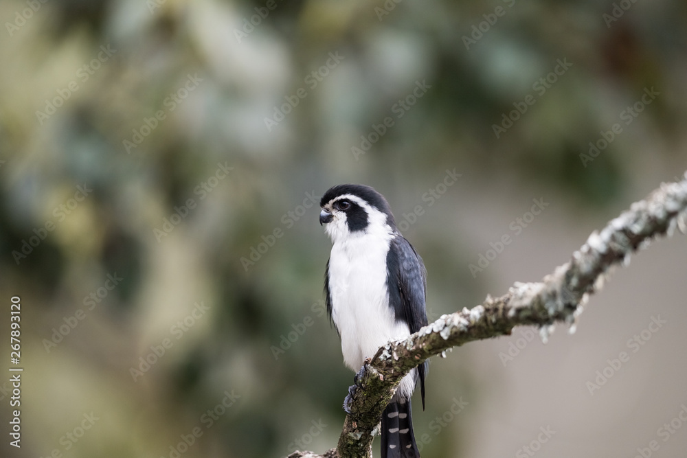 pied falconet stand on a branch