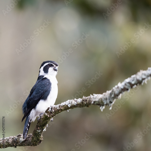 pied falconet stand on a branch