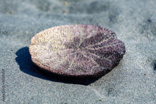 close up of a sand dollar sun bathing on sandy beach