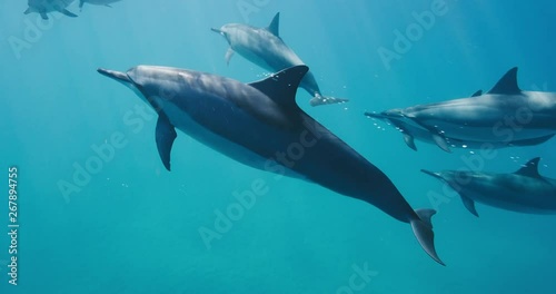 Playful dolphin swimming blowing bubbles underwater, amazing pod of dolphins swimming in pristine blue ocean water, underwater wildlife photo