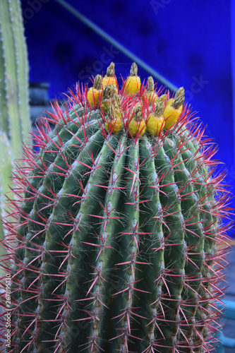 Ferocactus pilosus (Mexican fire barrel cactus) in bloom photo