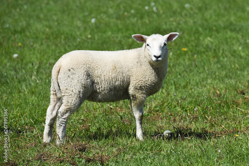 mouton agneaux viande laine bio agriculture elevage environnement vert animaux © JeanLuc