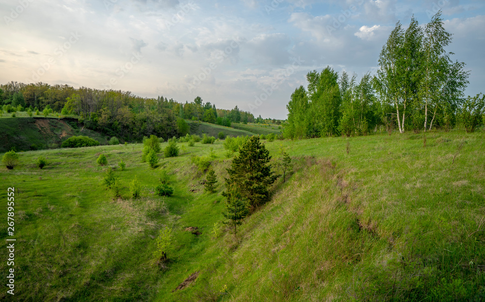 Beautiful landscape at sunset in a ravine, pine, birch, grass. Beautiful landscape at sunset in a ravine, pine, birch, grass.