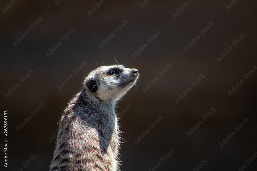 Fototapeta premium California natural beautiful animals