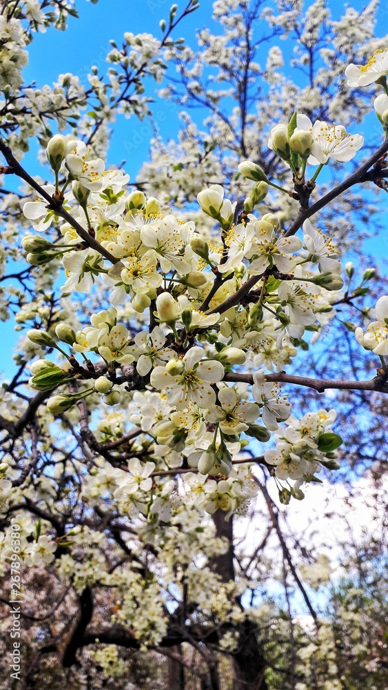cherry tree blossom cherry tree blossom