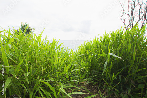 Green leaves grass texture background  nature tone white sky sea view North of the island at phuket Thailand