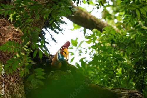 Knobbed hornbill, Aceros cassidix, fed walled female on the nest at a tree top.Tangkoko National Park, Sulawesi, Indonesia, typical animal behavior, exotic birding experience in Asia photo