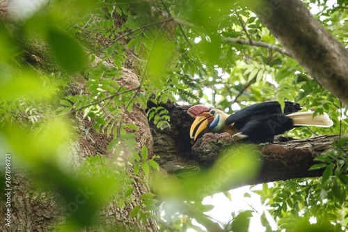 Knobbed hornbill, Aceros cassidix, fed walled female on the nest at a tree top.Tangkoko National Park, Sulawesi, Indonesia, typical animal behavior, exotic birding experience in Asia photo