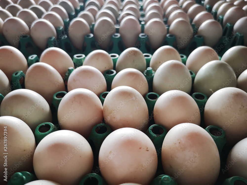 close up of fresh duck eggs in egg trays for sale in Thailand market close up of fresh duck eggs in egg trays for sale in Thailand market
