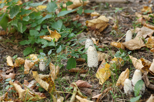 Pilz auf dem Waldboden