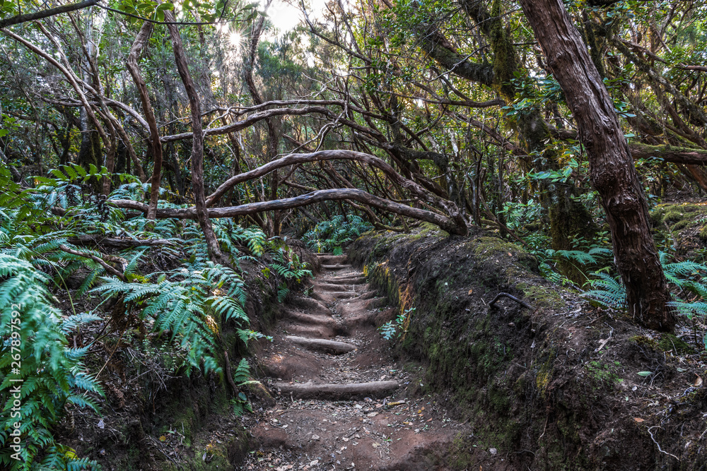 Obraz premium The path in the fairy forest