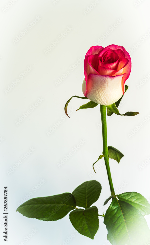 Fototapeta premium flowers of roses on a beautiful background
