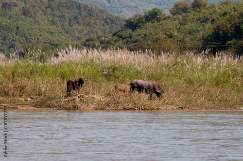 Kok river Thailand, water buffalo grazing on riverbank © KarinD