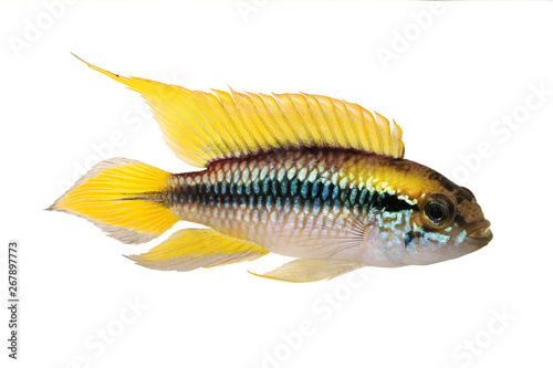 Agassiz's dwarf cichlid Apistogramma Agassizii aquarium fish 