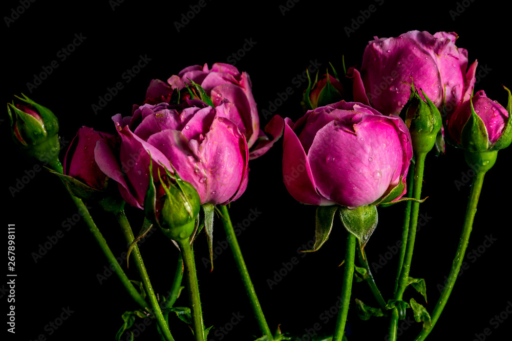 rose flower on black background rose flower on black background