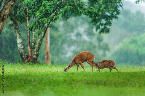 Mother deer suckling his baby fawn in the rain.