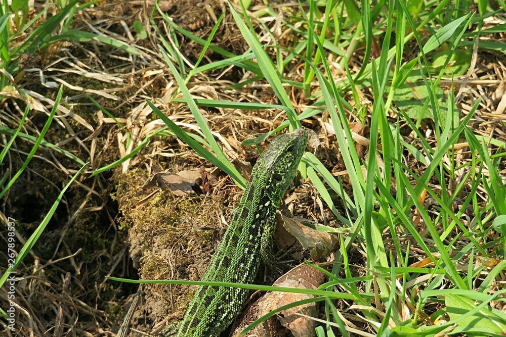 Green lizard on grass background in the garden, closeup 