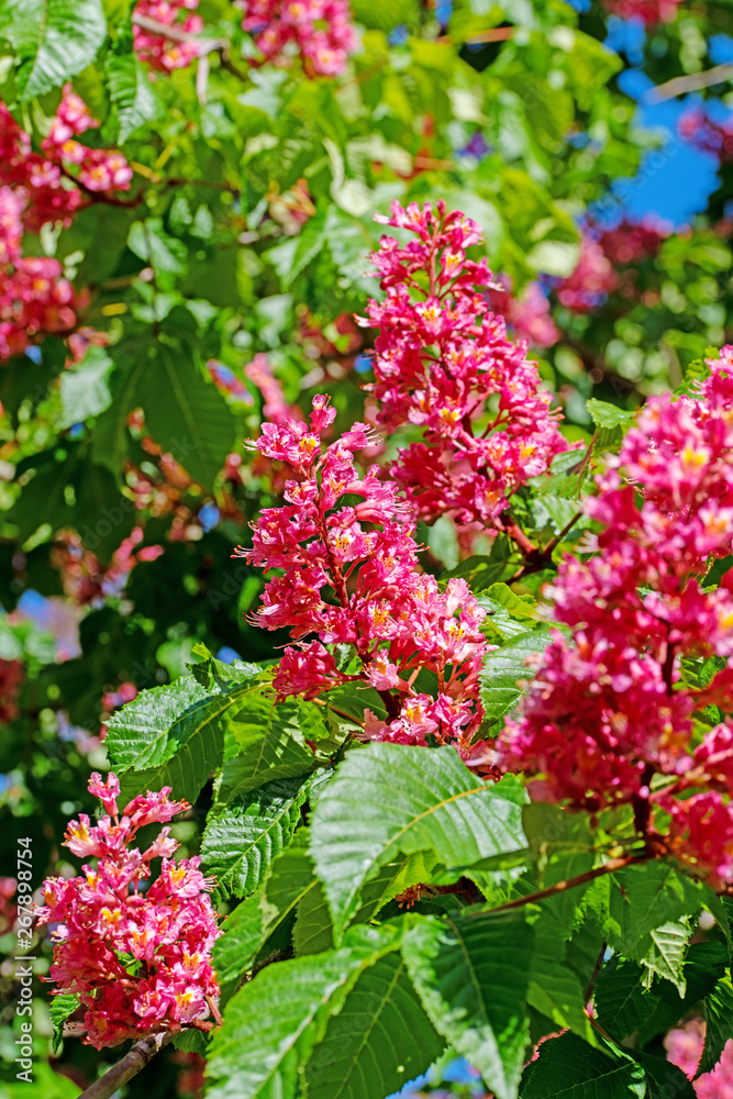 Obraz premium Fleischrote Rosskastanie, Aesculus rubicunda, Blüten