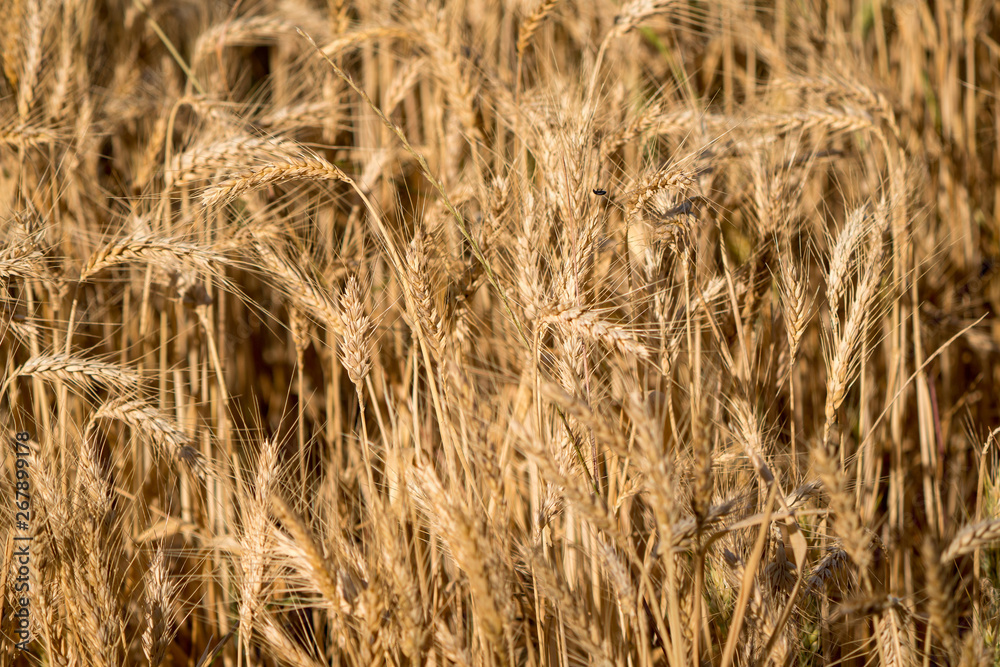 Dry Winter Wheat crop close up Dry Winter Wheat crop close up