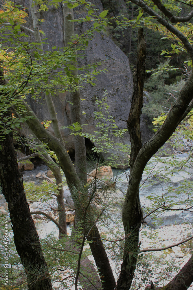 Obraz premium Dense Forest next to the Pozar Thermal Baths Aridaia Greece