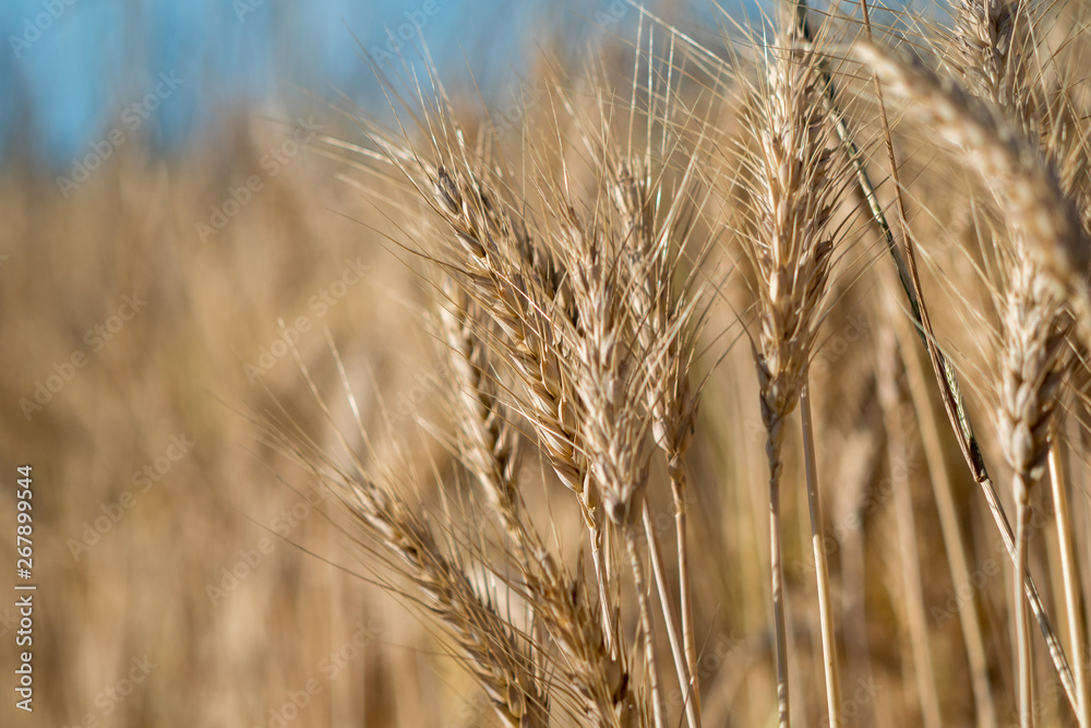 Dry Winter Wheat crop close up Dry Winter Wheat crop close up