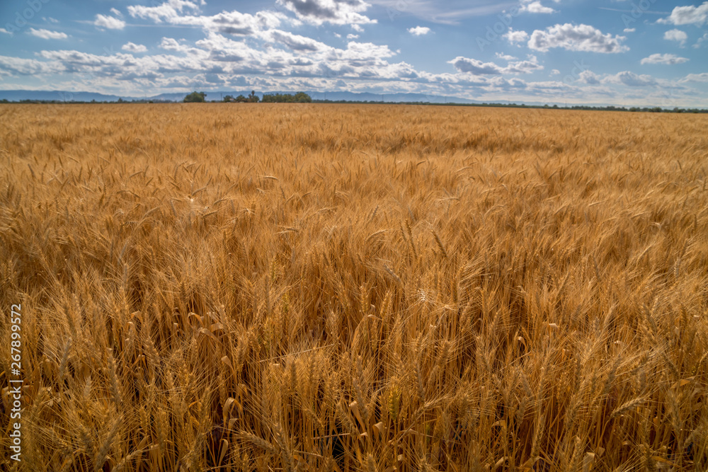 Dry flowing Winter Wheat crop