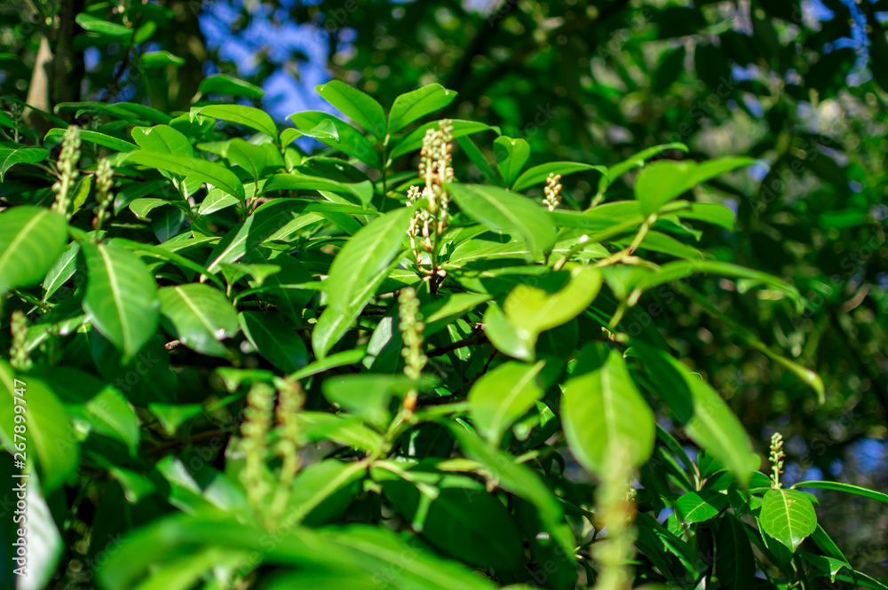 Obraz premium The green trees in stratford upon avon with leaves