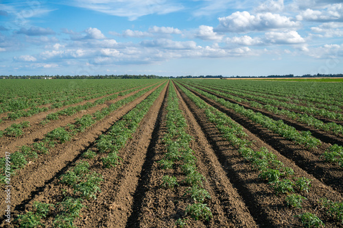 Tomato row crops California