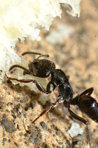 Black ants, with two antennas on the head, and two claws in the mouth