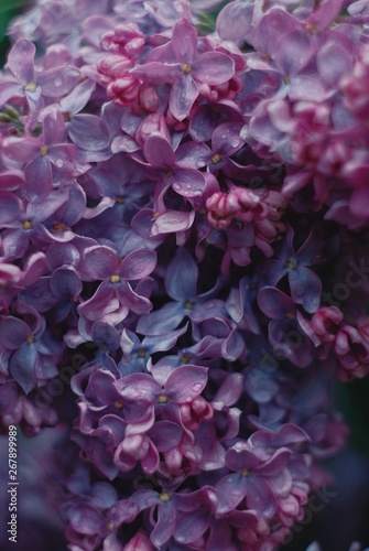 Lilac boom © Anastasia