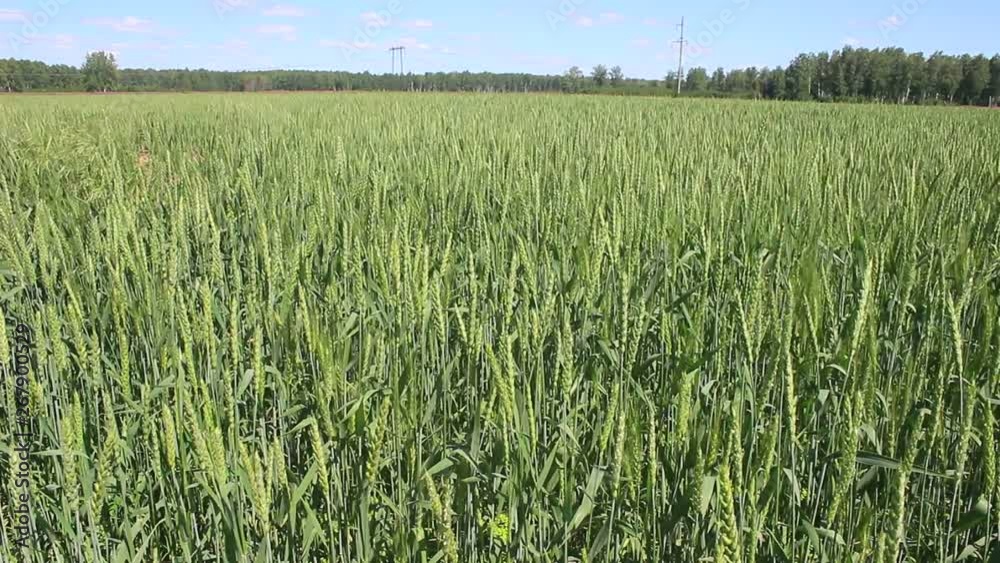 Large field with green spikelets. Wind walks between the ears of cereals and shakes them. Large field with green spikelets. Wind walks between the ears of cereals and shakes them.