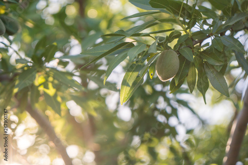 Unripe almonds on tree in orchard