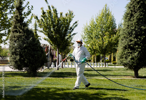 Gardener applying an insecticide fertilizer to his fruit shrubs, using a sprayer