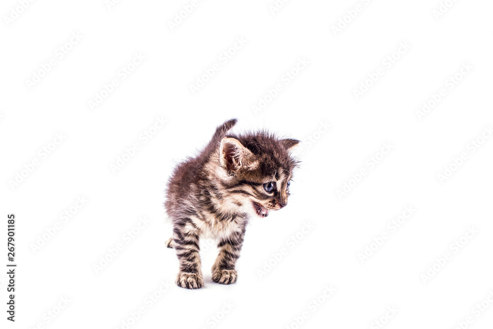 Fototapeta premium Gray striped kitten with blue eyes. Isolated white