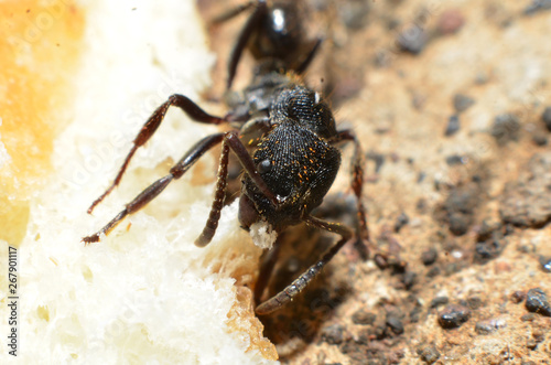 Black ants, with two antennas on the head, and two claws in the mouth