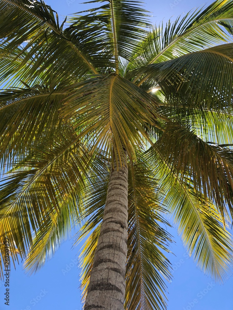 Palme Palme