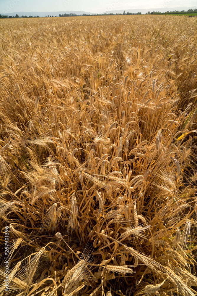 Fototapeta premium Winter wheat crop dry and ready for harvest.