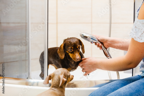Woman showering her dog © anetlanda