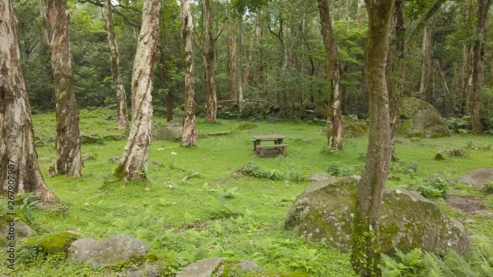 Simple and quiet nature forest Simple and quiet nature forest