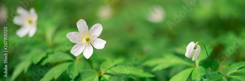 Panorama of white wild flower wood anemone