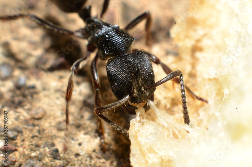 Black ants, with two antennas on the head, and two claws in the mouth © Gvano