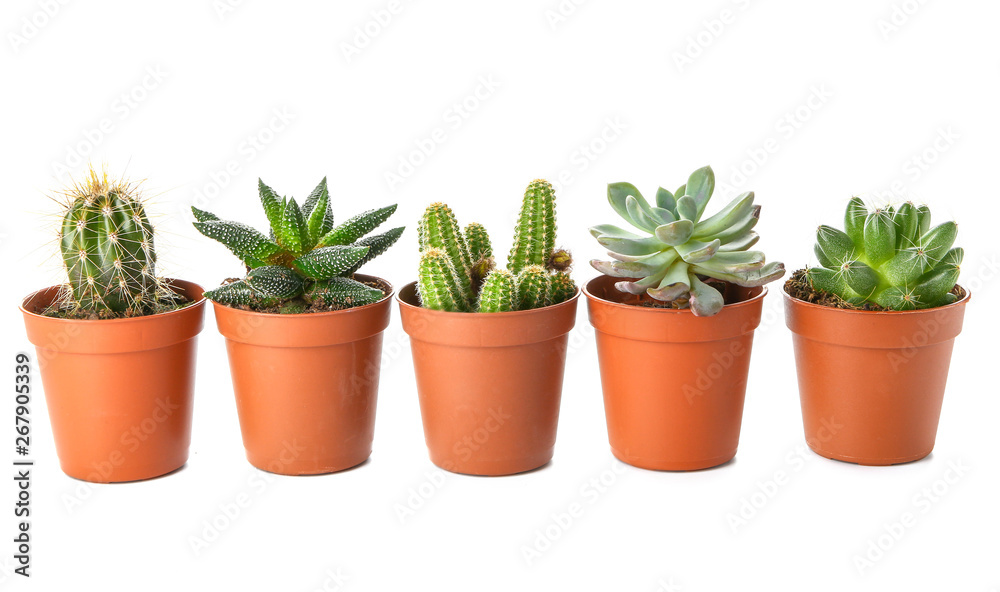 Different cacti and succulents on white background