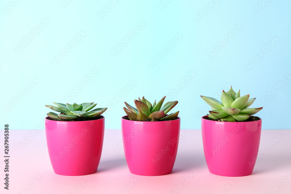 Pots with succulents on color table