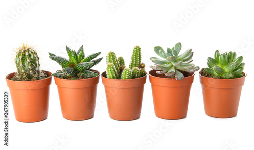 Different cacti and succulents on white background