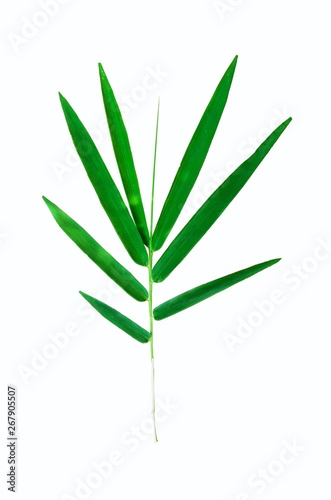 marijuana leaf isolated on white background © Chanin