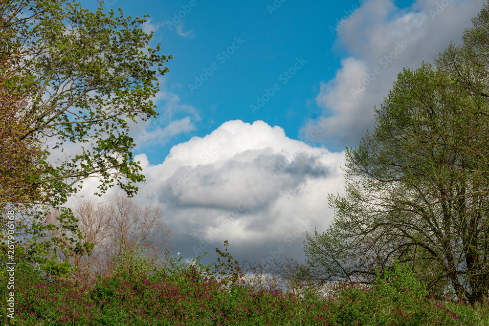 Obraz premium background . blue sky with clouds. tree branches .
